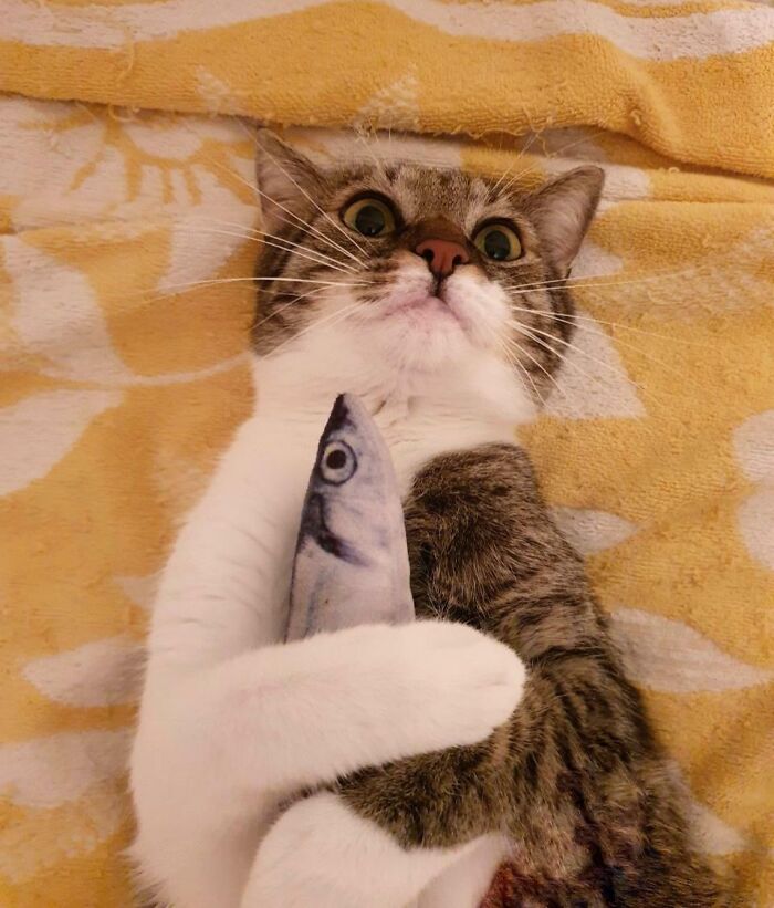 99 Animal Faces That Are Basically Comedy Gold