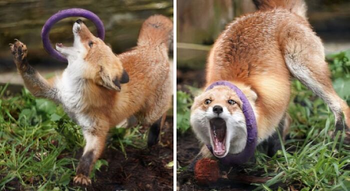 99 Animal Faces That Are Basically Comedy Gold