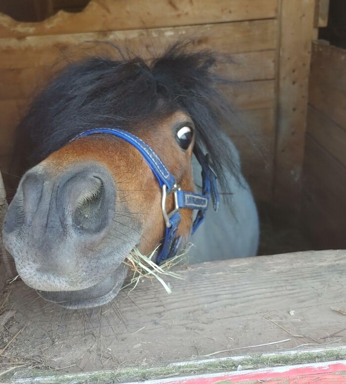 99 Animal Faces That Are Basically Comedy Gold