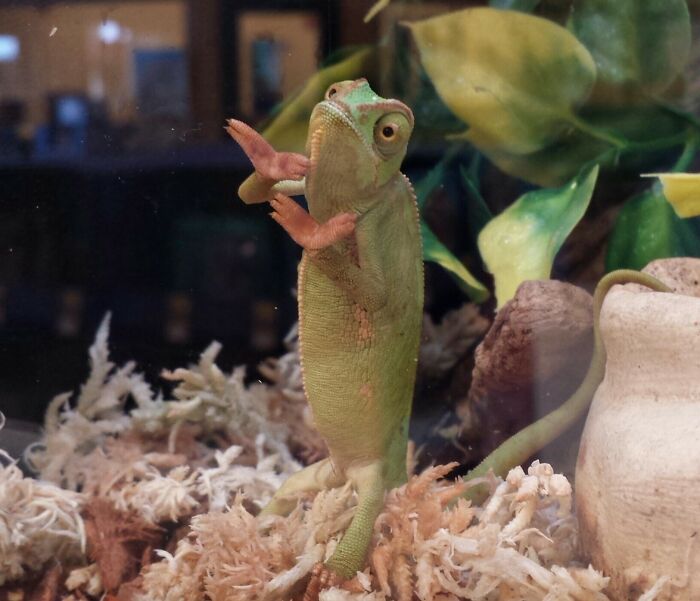 99 Animal Faces That Are Basically Comedy Gold