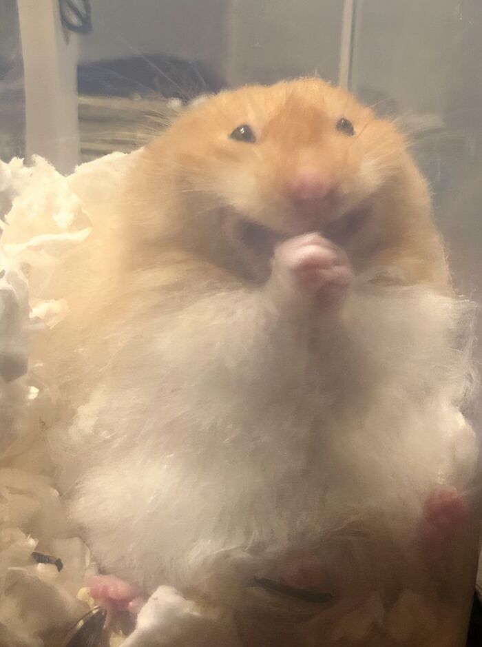 99 Animal Faces That Are Basically Comedy Gold
