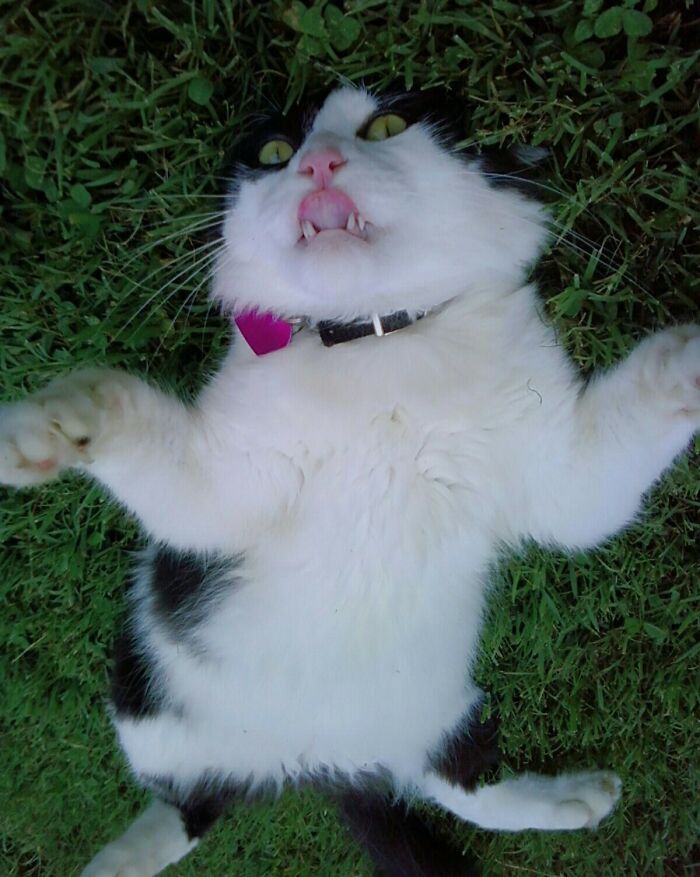 99 Animal Faces That Are Basically Comedy Gold
