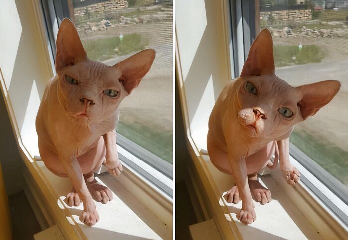 99 Animal Faces That Are Basically Comedy Gold