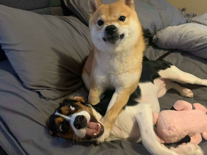 99 Animal Faces That Are Basically Comedy Gold