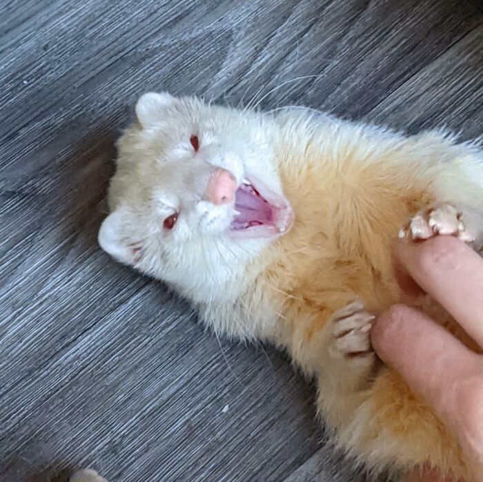 99 Animal Faces That Are Basically Comedy Gold