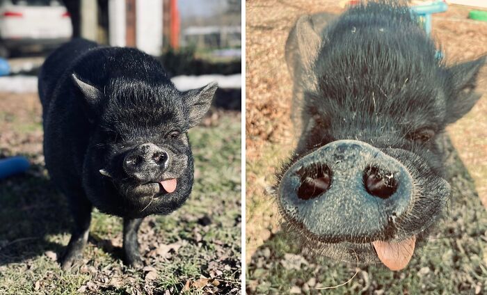 99 Animal Faces That Are Basically Comedy Gold