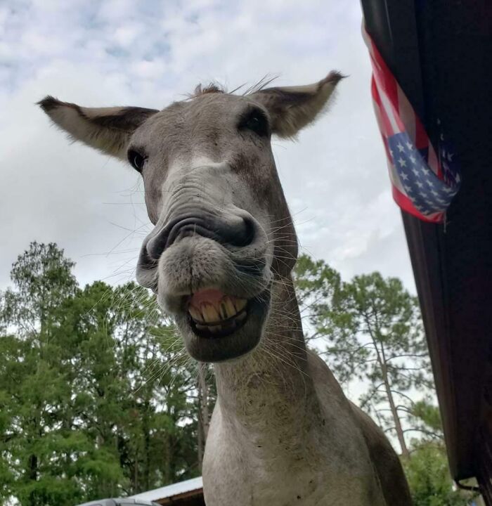 99 Animal Faces That Are Basically Comedy Gold