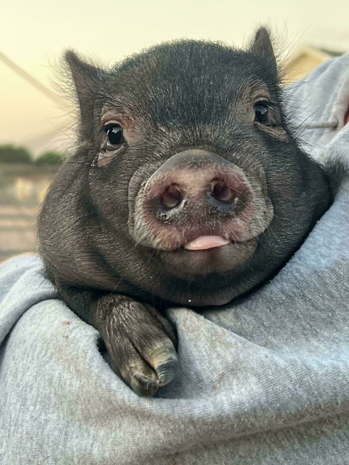 99 Animal Faces That Are Basically Comedy Gold