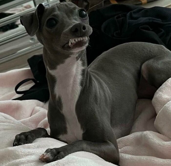 99 Animal Faces That Are Basically Comedy Gold
