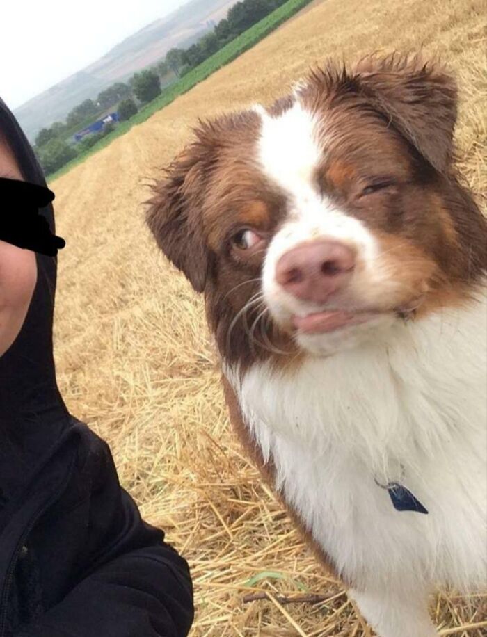 99 Animal Faces That Are Basically Comedy Gold