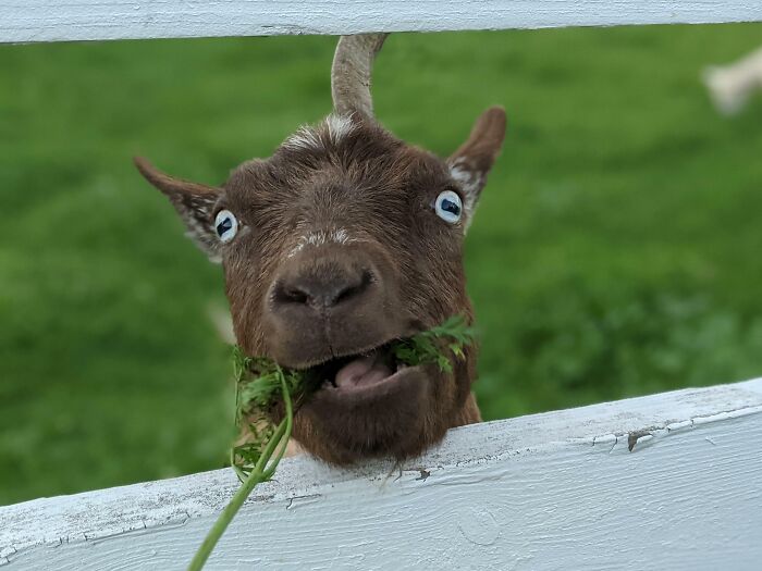 99 Animal Faces That Are Basically Comedy Gold