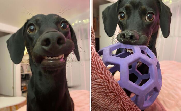 99 Animal Faces That Are Basically Comedy Gold