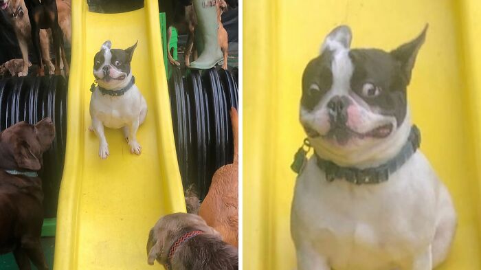 99 Animal Faces That Are Basically Comedy Gold