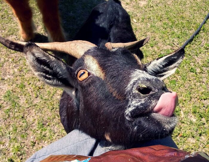 99 Animal Faces That Are Basically Comedy Gold