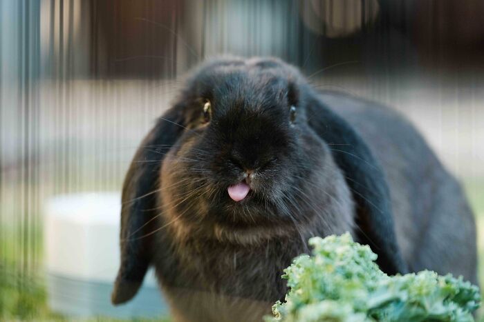 99 Animal Faces That Are Basically Comedy Gold