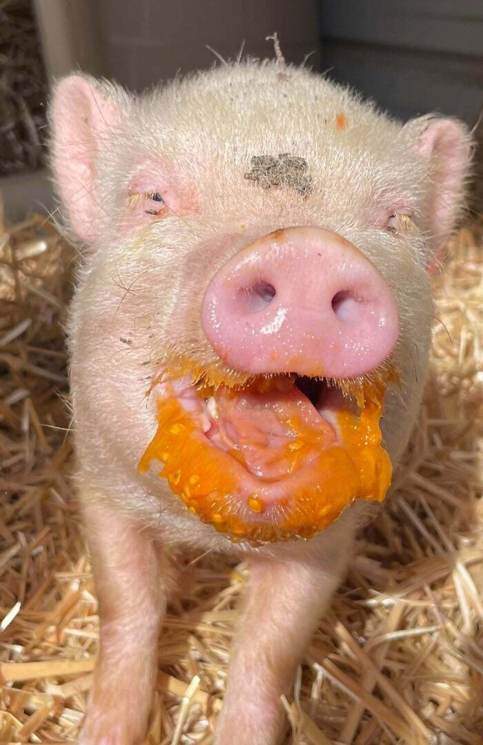 99 Animal Faces That Are Basically Comedy Gold