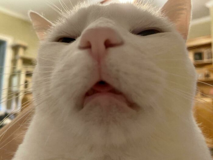 99 Animal Faces That Are Basically Comedy Gold