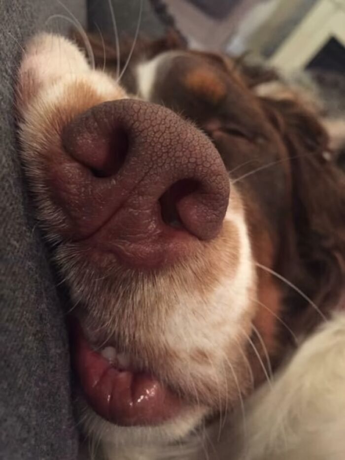 99 Animal Faces That Are Basically Comedy Gold