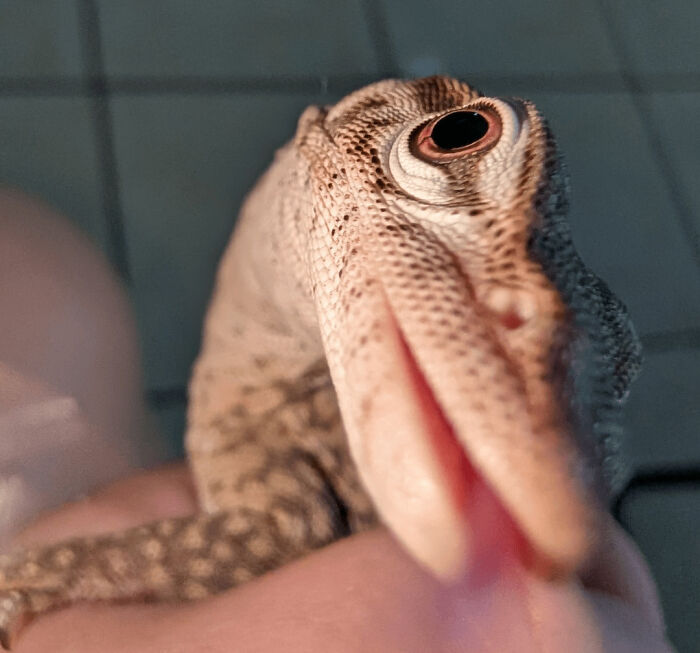 99 Animal Faces That Are Basically Comedy Gold