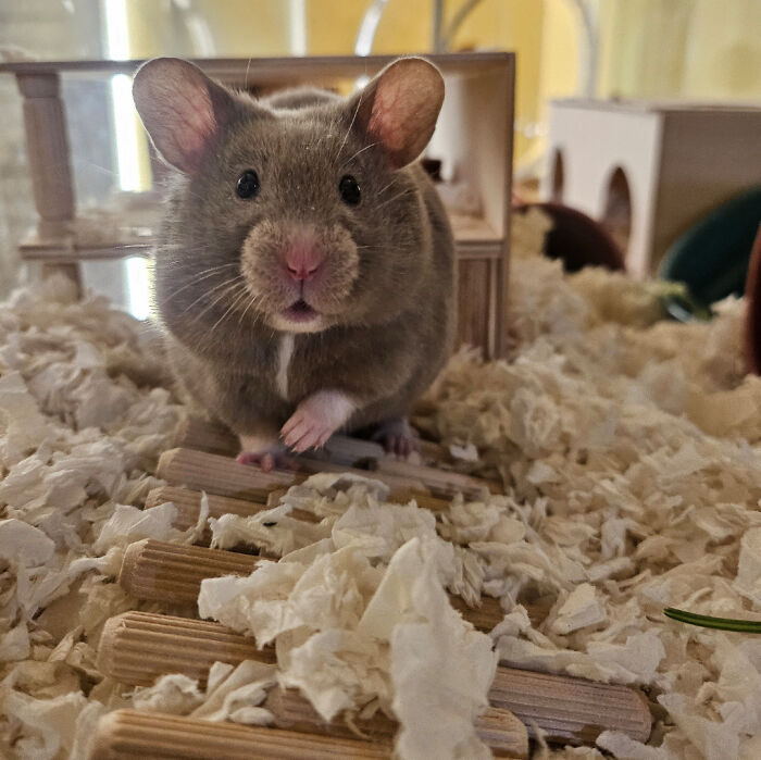 99 Animal Faces That Are Basically Comedy Gold