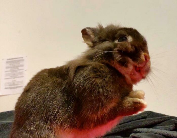 99 Animal Faces That Are Basically Comedy Gold