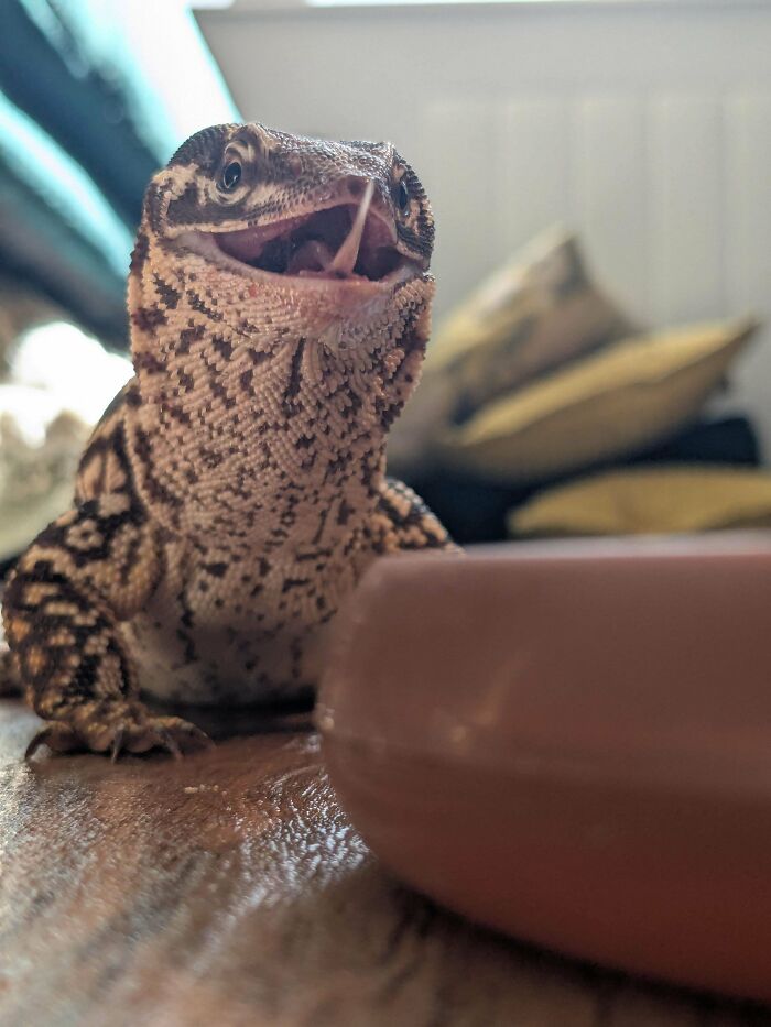 99 Animal Faces That Are Basically Comedy Gold