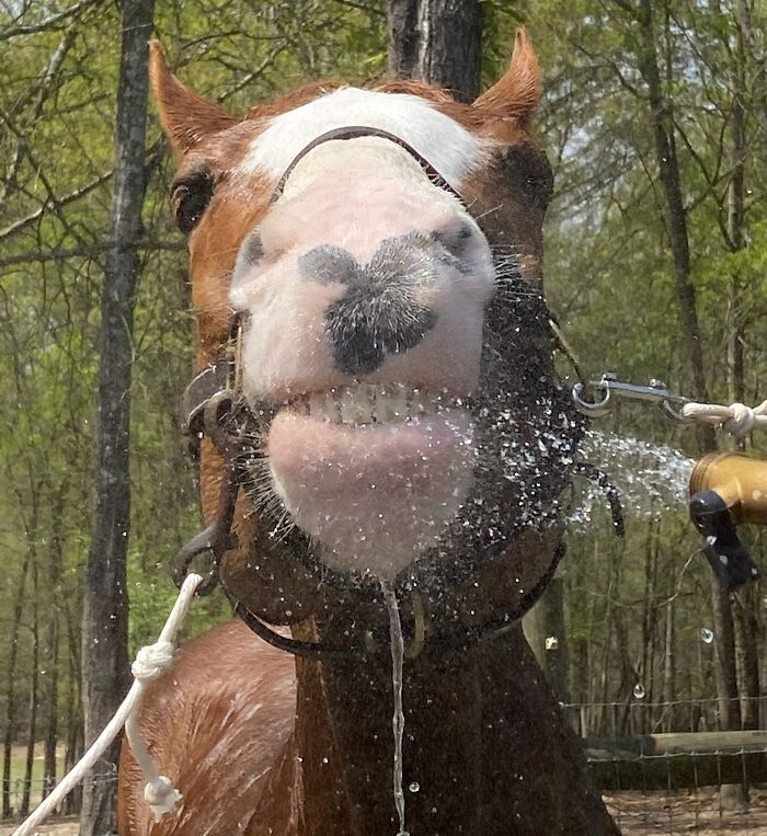 99 Animal Faces That Are Basically Comedy Gold