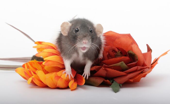 99 Animal Faces That Are Basically Comedy Gold