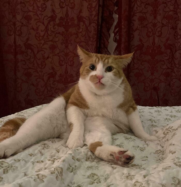 99 Animal Faces That Are Basically Comedy Gold