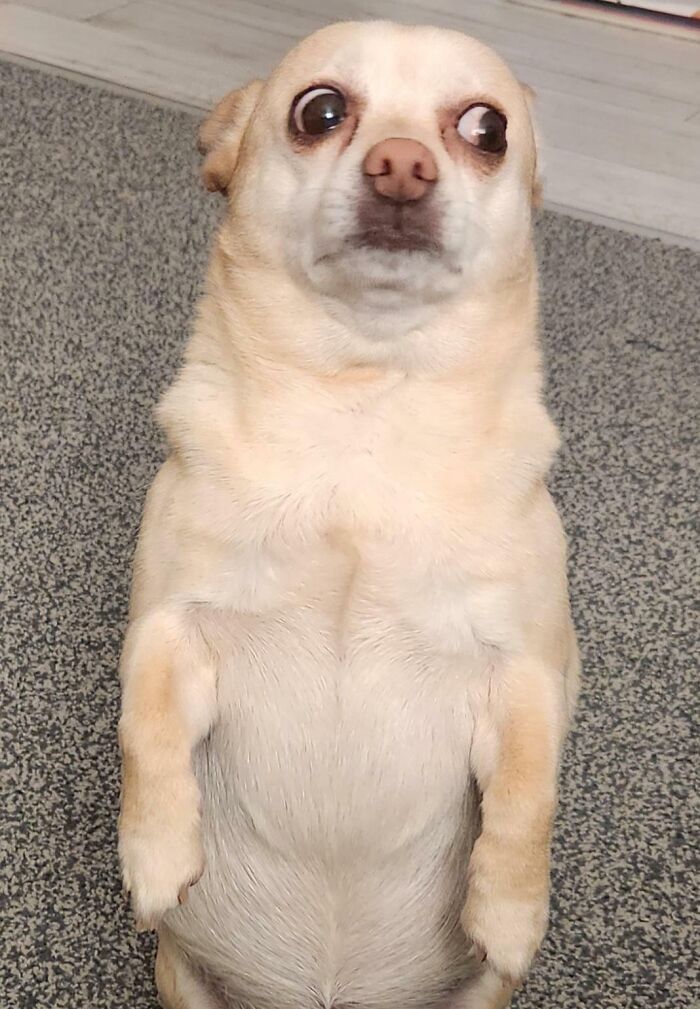 99 Animal Faces That Are Basically Comedy Gold