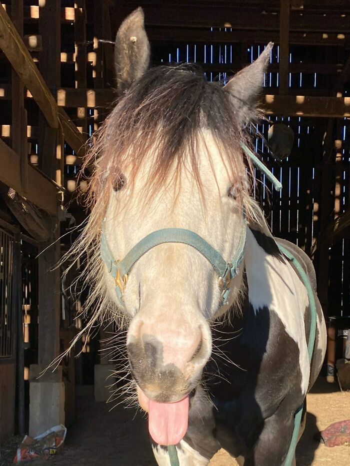 99 Animal Faces That Are Basically Comedy Gold