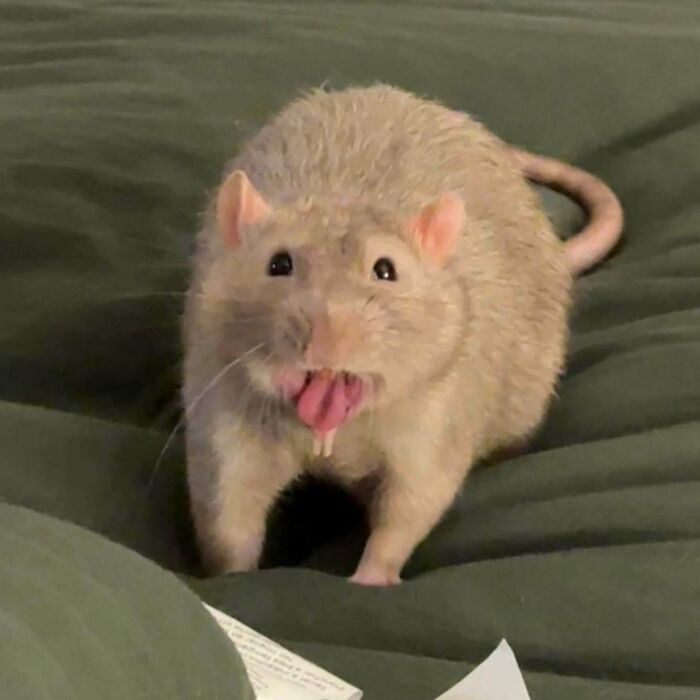 99 Animal Faces That Are Basically Comedy Gold