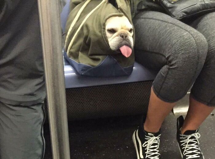 99 Animal Faces That Are Basically Comedy Gold