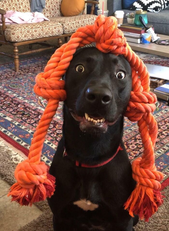 99 Animal Faces That Are Basically Comedy Gold