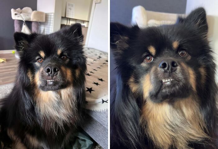 99 Animal Faces That Are Basically Comedy Gold