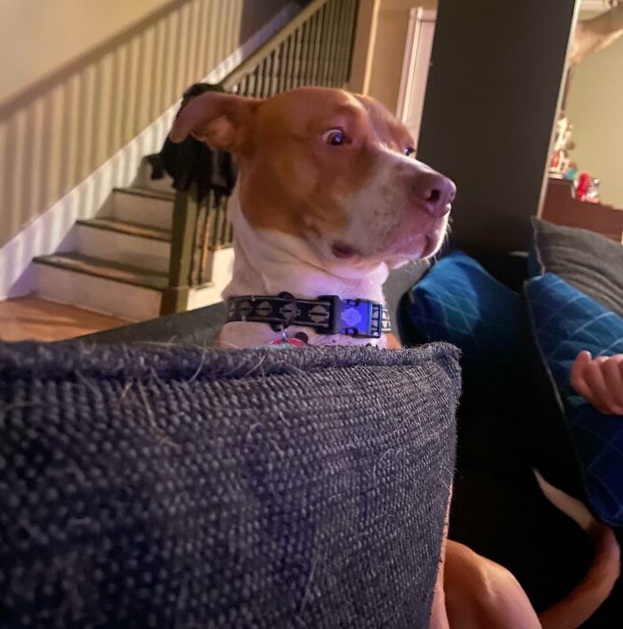 99 Animal Faces That Are Basically Comedy Gold