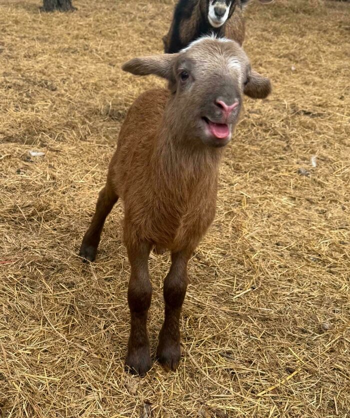 99 Animal Faces That Are Basically Comedy Gold