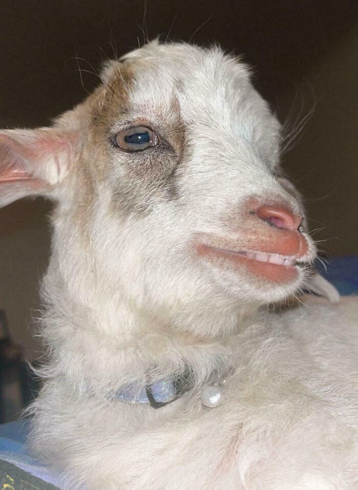 99 Animal Faces That Are Basically Comedy Gold