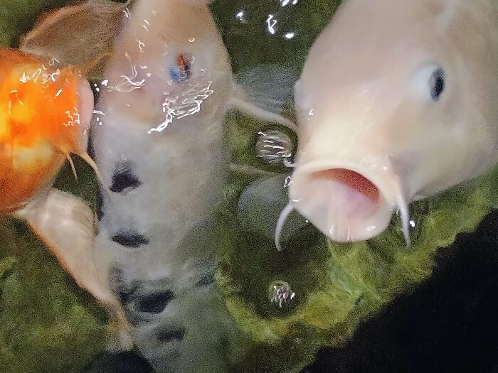 99 Animal Faces That Are Basically Comedy Gold