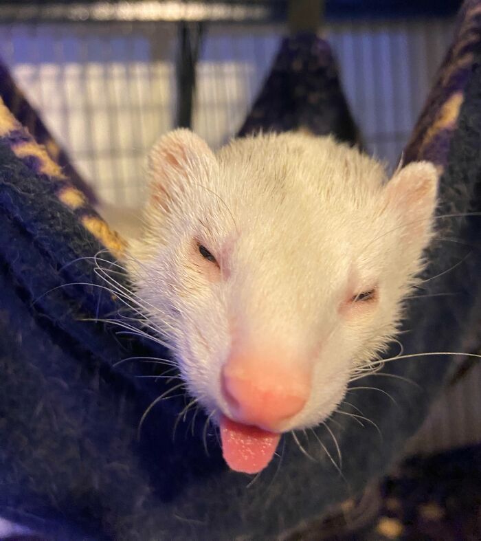 99 Animal Faces That Are Basically Comedy Gold