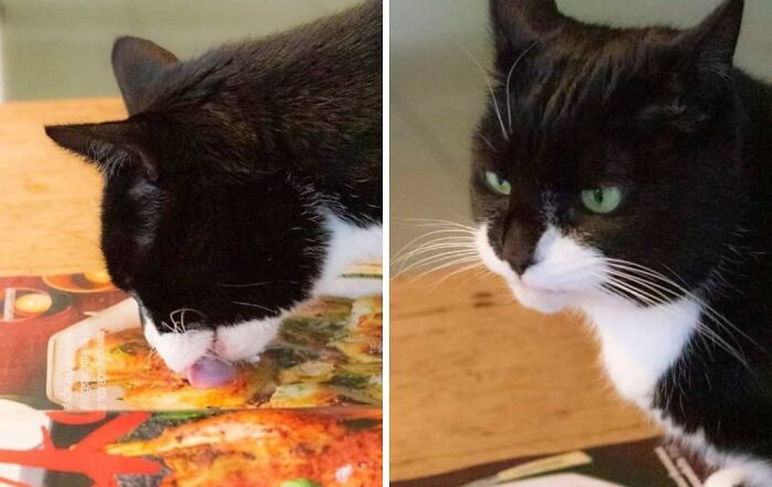 99 Animal Faces That Are Basically Comedy Gold