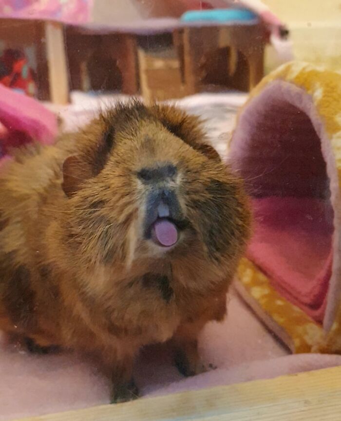99 Animal Faces That Are Basically Comedy Gold