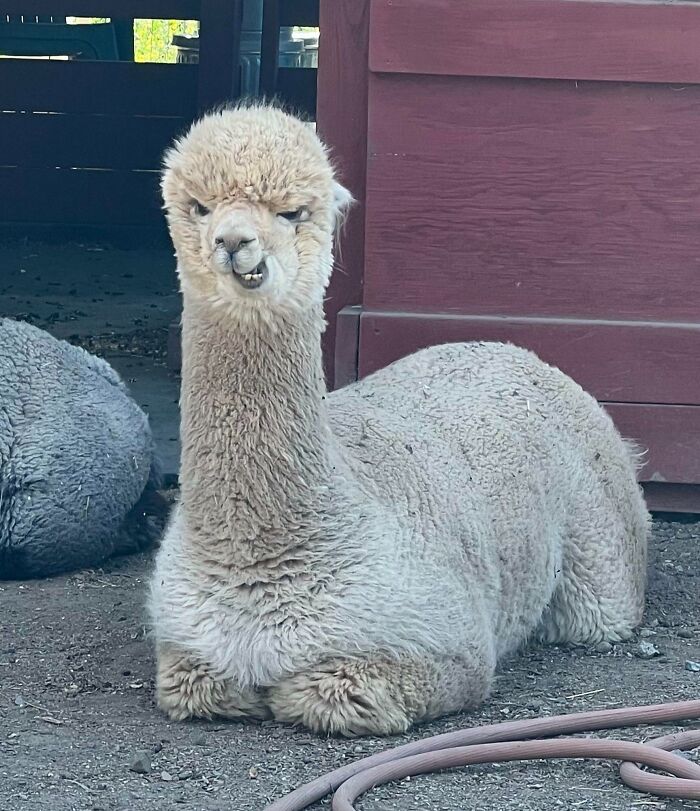 99 Animal Faces That Are Basically Comedy Gold