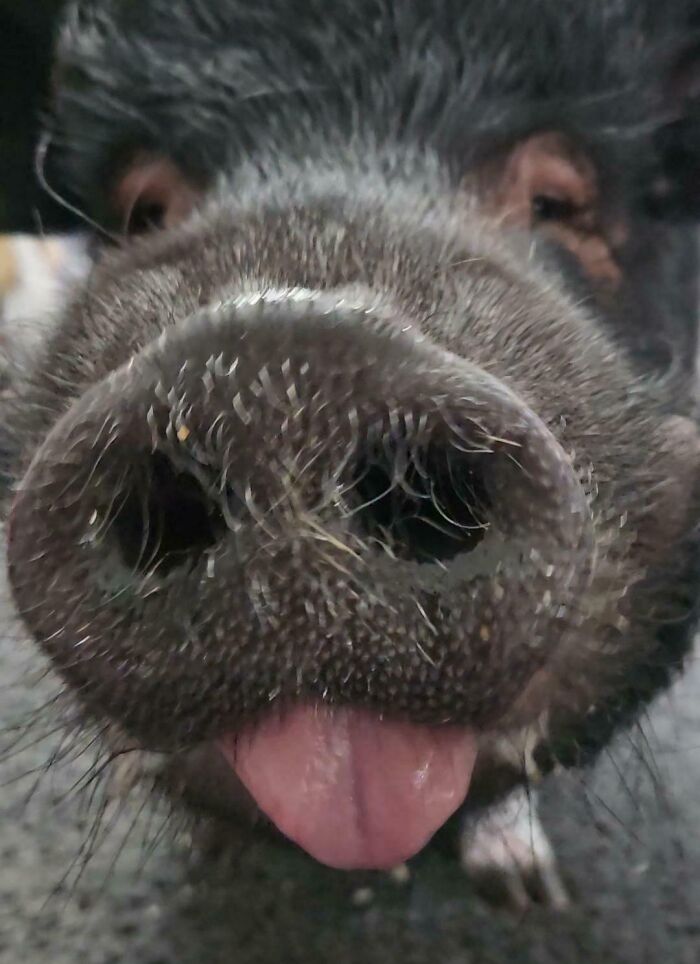 99 Animal Faces That Are Basically Comedy Gold