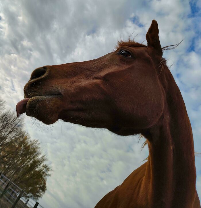 99 Animal Faces That Are Basically Comedy Gold