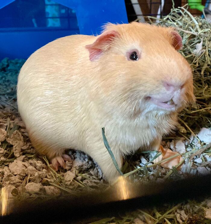 99 Animal Faces That Are Basically Comedy Gold