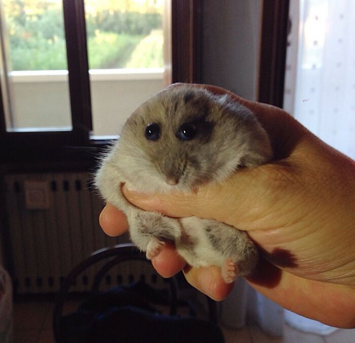 99 Animal Faces That Are Basically Comedy Gold