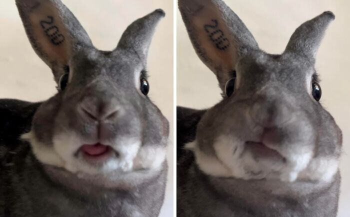 99 Animal Faces That Are Basically Comedy Gold