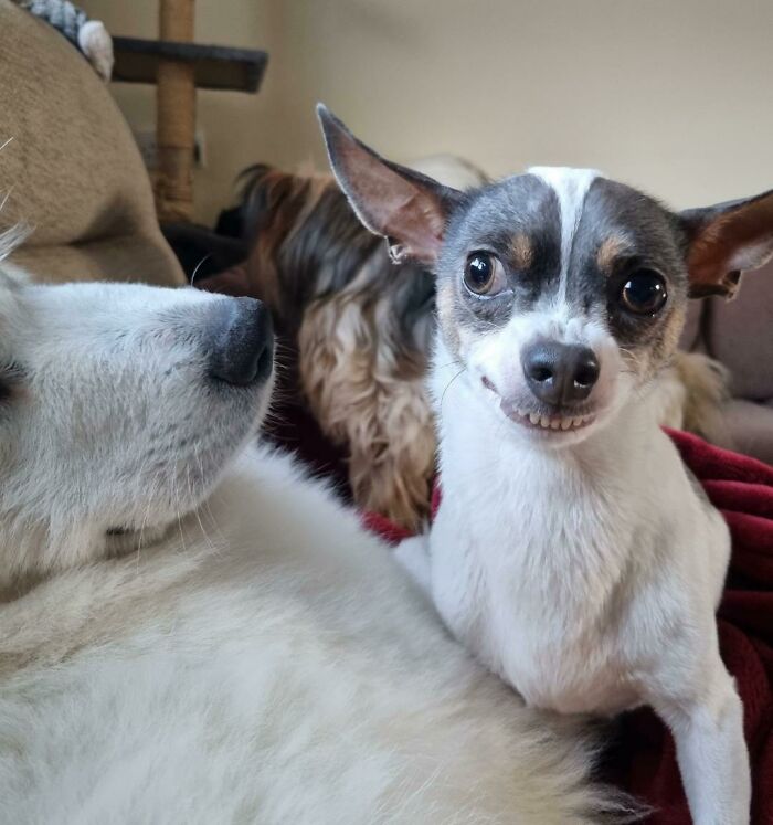 99 Animal Faces That Are Basically Comedy Gold