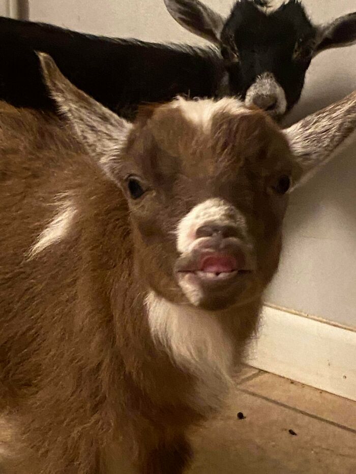 99 Animal Faces That Are Basically Comedy Gold